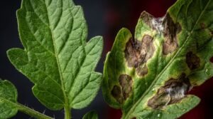 Frunză de tomată cu pată mare maronie uscată specifică manei Phytophthora infestans lângă frunză sănătoasă