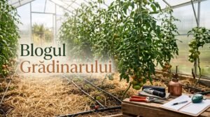 Blogul Gradinarului - solar de legume ingrijit conform protocoalelor bio