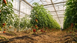 Combatere biologica si tratamente bio impotriva daunatorilor in solarul de tomate Traian Voinea