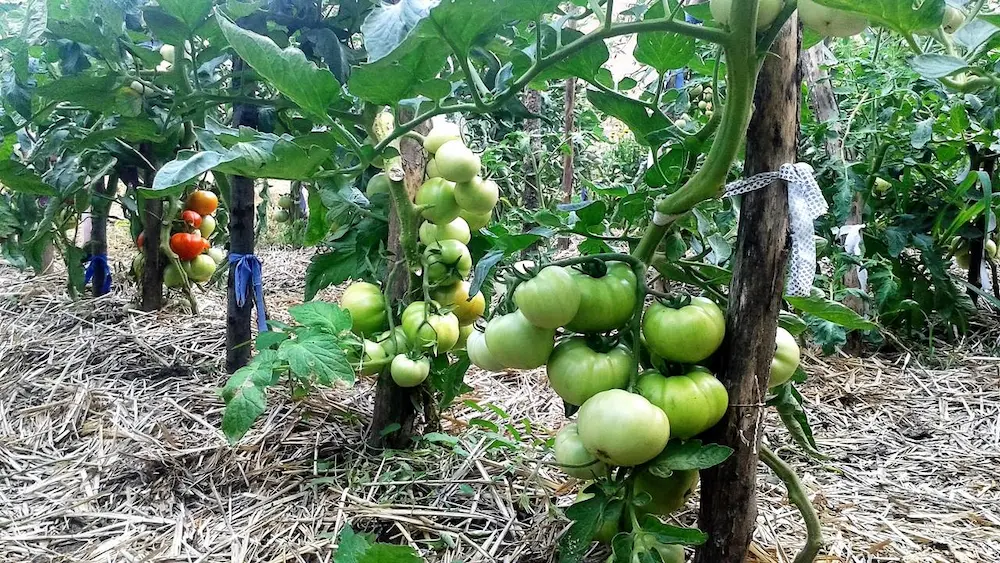 Tomate defoliate corect cu etaje bogate de fructe — Traian Voinea
