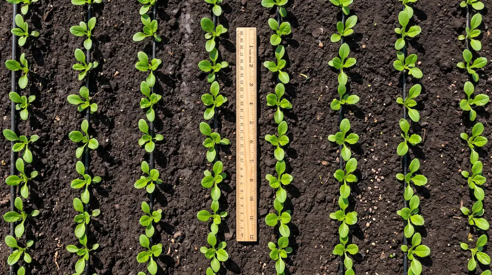 Scheme și măsurători pentru distanțele corecte de plantare a răsadurilor bio de legume în grădină